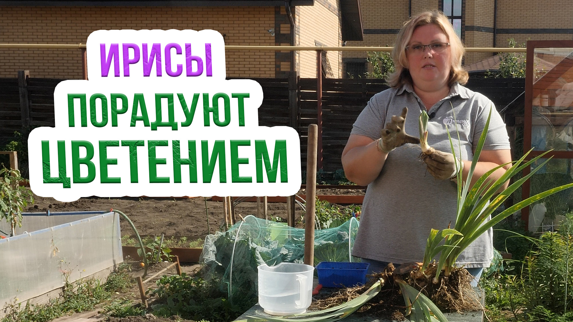 ГЛАВНЫЙ секрет деления бородатых ирисов! Как пересадить бородатые ирисы осенью? смотреть онлайн