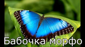 Животный мир | Карточки для детей