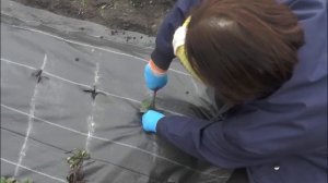 Посадка клубники под агроволокно осенью.