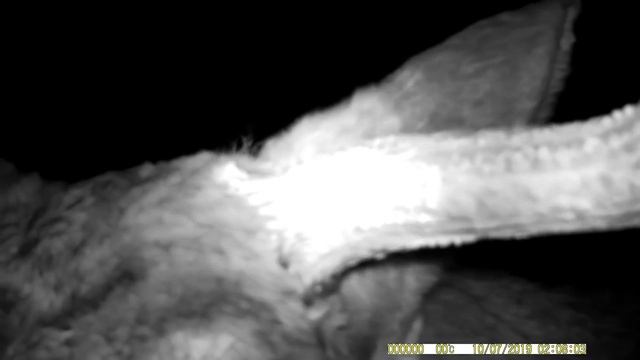 Фотоловушка №1 2019 смотреть онлайн