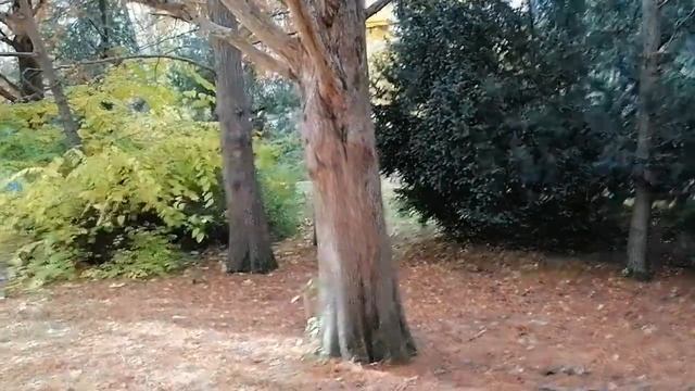 Таксодиум двурядный в Краснодаре смотреть онлайн