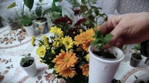? РЕЗУЛЬТАТ УКОРИНЕНИЯ ХРИЗАНТЕМЫ ? (укоренение, посадка и уход в домашних условиях и в горшке) ?