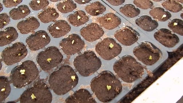 Начало сезона посадка лука и рассады капусты смотреть онлайн