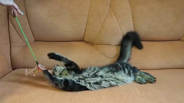 Котенок мейн-кун n22 смотреть онлайн