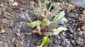 Шалфей Дубравный отцвел- Уход для ПОВТОРНОГО ЦВЕТЕНИЯ !!!! 26.06.22 год