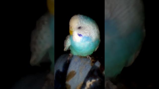 Ася теперь инвалид(((