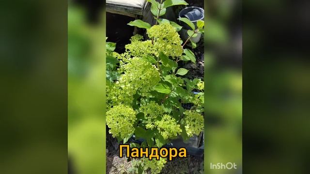 InShot_20220803_211526936.mp4