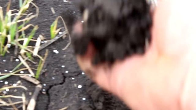 Подкормка озимой пшеницы РУМом по суховею. смотреть онлайн