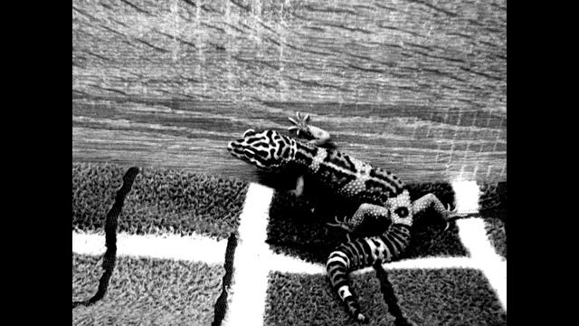 Клип  C эублефаром (леопардовым гекконом).