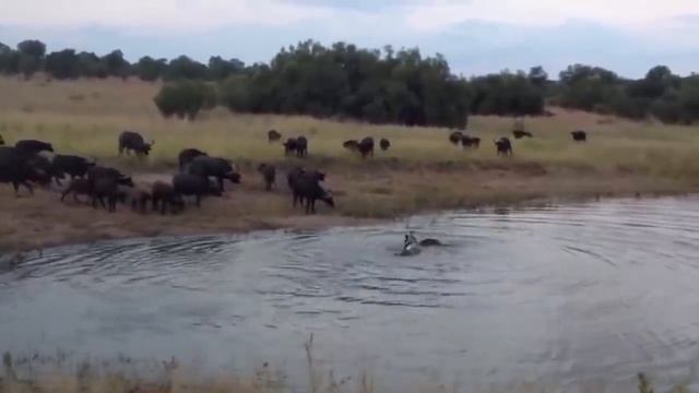 Крокодил Напал На Акулу. Вот Что Было Дальше... смотреть онлайн