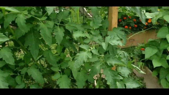 Growing Tomatoes From Seed To Harvest: Cherokee Purple & Mortgage Lifter Tomatoes смотреть онлайн