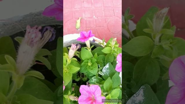 pink surfinia gardening details/ how to grow plants/ basics of gardening/ natural home decor/ peace смотреть онлайн