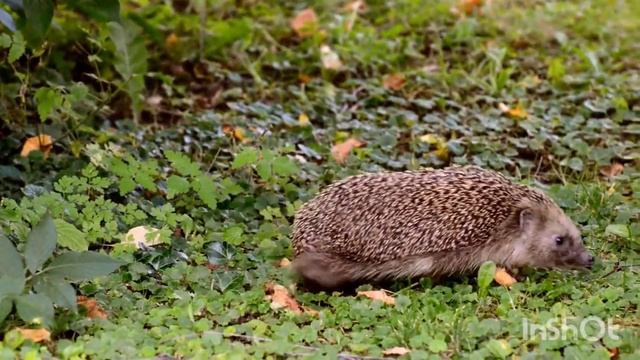 Sounds of forest animals: fox,wolf,hare,elk,lynx. Звуки лесных животных: лиса, белка, медведь и т.д смотреть онлайн