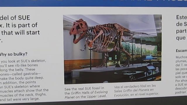 Sue the new dinosaur in the Flesh at Field Museum 8/3/20 смотреть онлайн