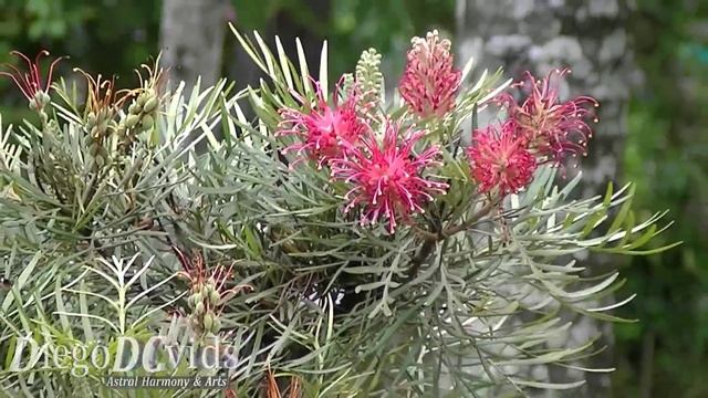 Grevillea banksii (Proteaceae) Red silky oak, Kahili flower - Grevílea-anã смотреть онлайн