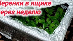 Черенки в ящике через неделю после посадки