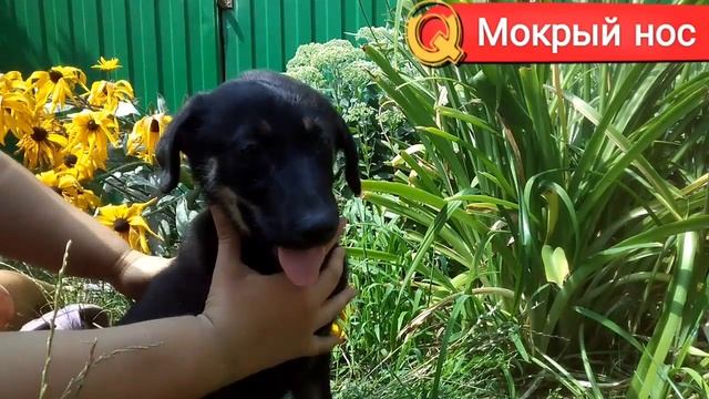 ГДЕ 5 "РОДИНОК" У НЕМЕЦКОЙ ОВЧАРКИ? Вибрисы. Мокрый нос смотреть онлайн