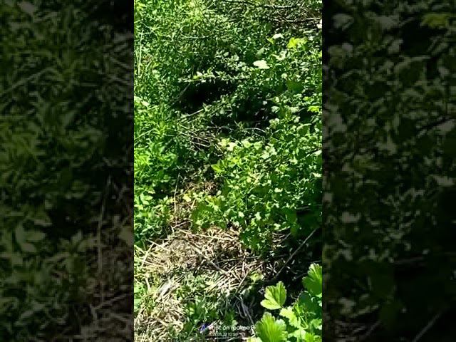 Шмель опыляет крыжовник. Фантастика. Бомба. Топ-видео. Вам понравиться. смотреть онлайн