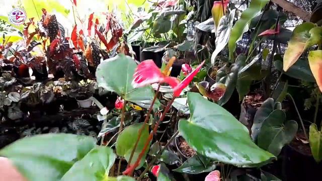 GIVE AWAY ⁉️ ☎️ 081241495584 TINA FLOWER WSB SPESI ANTURIUM MURCE BANYAK PILIHAN FREE ONGKIR JAWA 😍 смотреть онлайн