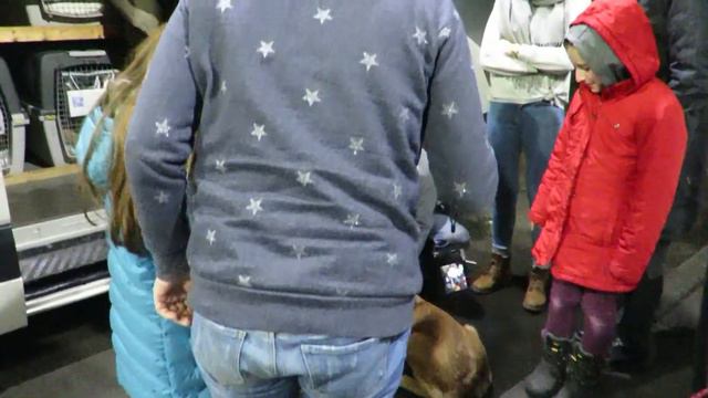 Projekt Pusztahunde Ankunft 20.01.2018 смотреть онлайн