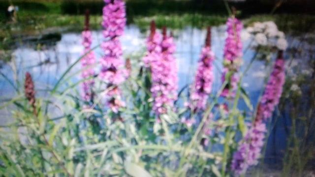 Дербенник иволистный: лечебные свойства и противопоказания. смотреть онлайн