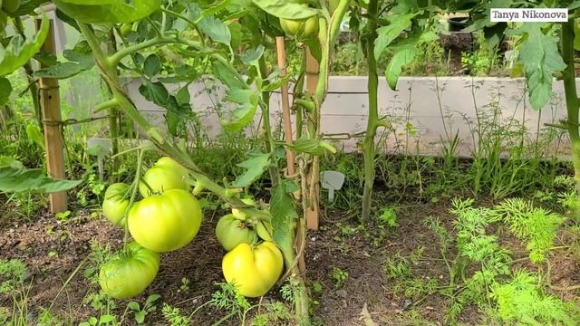 Томат СТАРЫЙ НЕМЕЦКИЙ ( OLD GERMAN TOMATO ). Первая кисть созревает и наливается окрас. смотреть онлайн