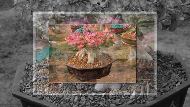 new style adenium thai socoreanum (king crown) смотреть онлайн