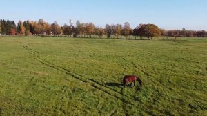 Футажи Кони