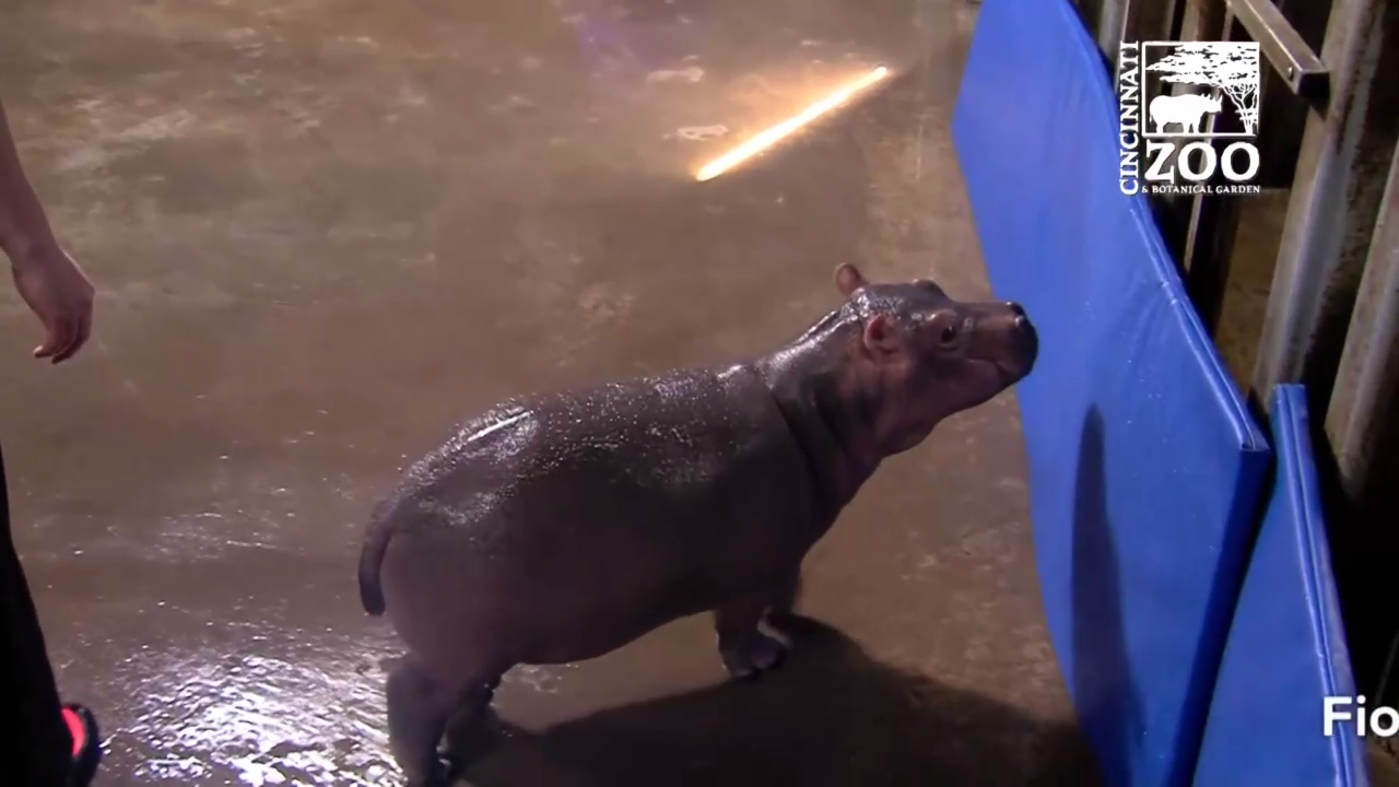 Фиона исследует большое пространство смотреть онлайн