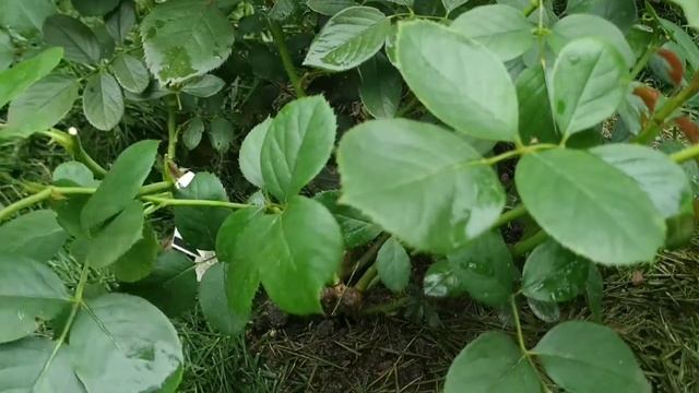 Розы-первогодки, 10.08.21. Часть 1. Питомник Нью-Джерси ?? смотреть онлайн