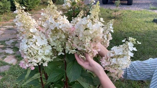 Удивительная нежность - Ангел Бланш (Hydrangea paniculata `Angels Blush`) смотреть онлайн