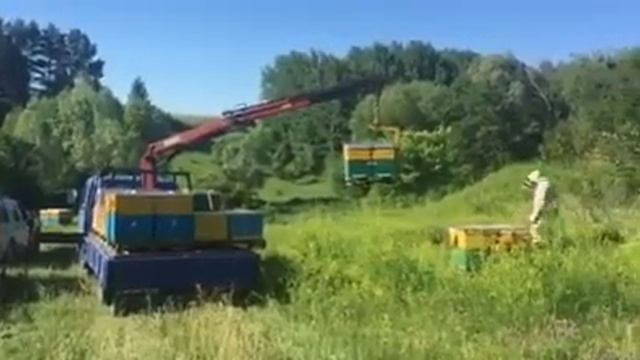 Промышленная пасека БИ ГАРДЕН 2017. Выезд на гречку. смотреть онлайн