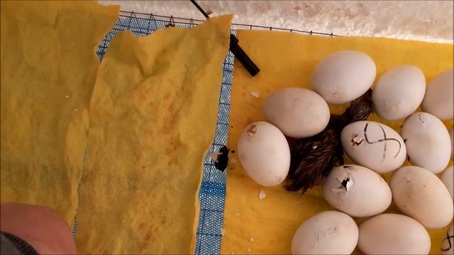 Инкубатор из пенопласта.Утята смотреть онлайн