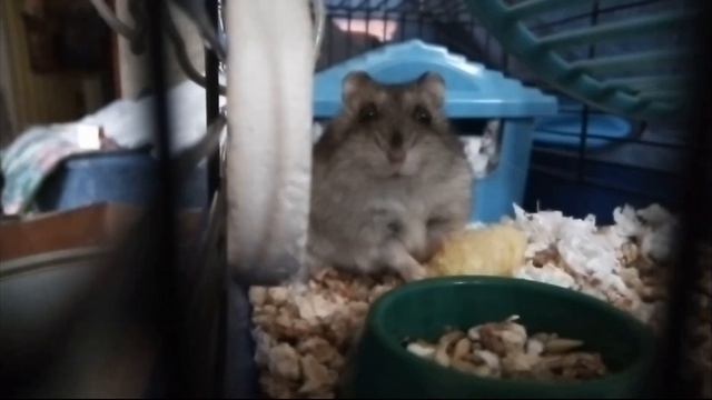 Прикол про моего хомяка смотреть онлайн