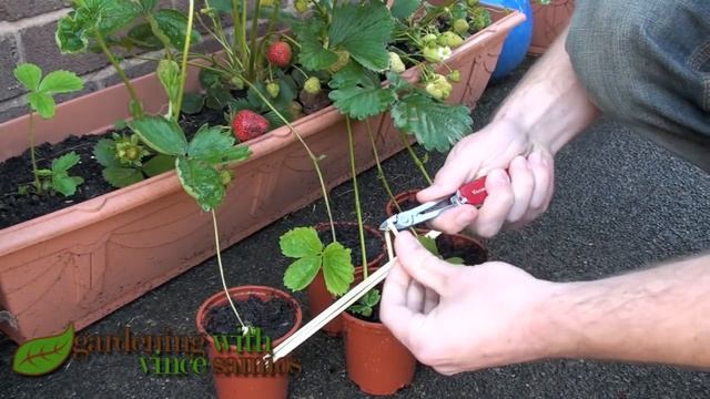 Planting Strawberry Runners, Propagating Strawberries the easy way. смотреть онлайн