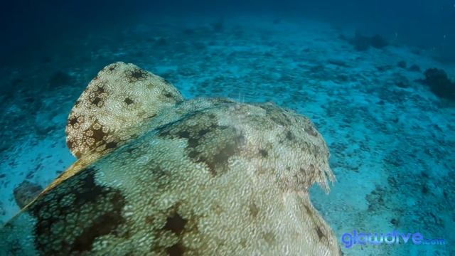 Glowdive Swell RX100 II смотреть онлайн