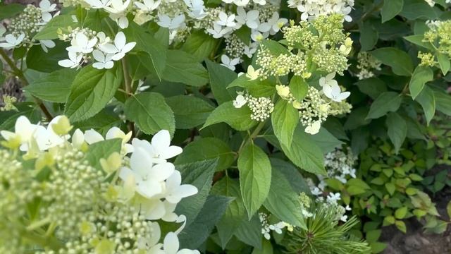 15 МЕТЕЛЬЧАТЫХ ГОРТЕНЗИЙ В НАШЕМ САДУ смотреть онлайн