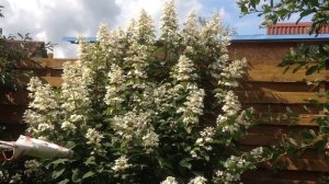 Гортензия метельчатая "Пинк Даймонд"- секрет успеха! Волшебное цветение и пьянящий аромат!