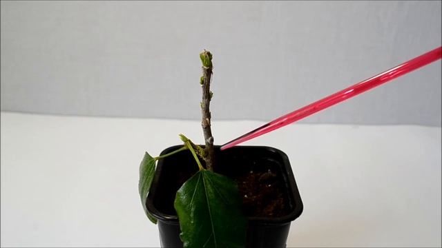 Обрезка гибискуса. Формирование молодого комнатного гибискуса смотреть онлайн