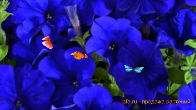 Петуния мультифлора Селебрити Блю (selebriti Blyu) ? обзор: как сажать, семена петунии Селебрити Бл