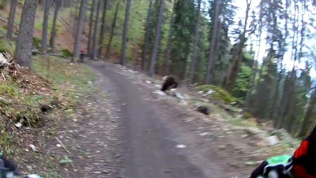 ШОК!!! Медведь напал на велосипедистов / Bear on the Bikepark Malino Brdo SLOVAKIA смотреть онлайн