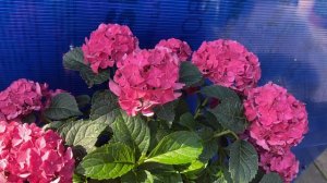 Таблетензия Ред и Пурпл