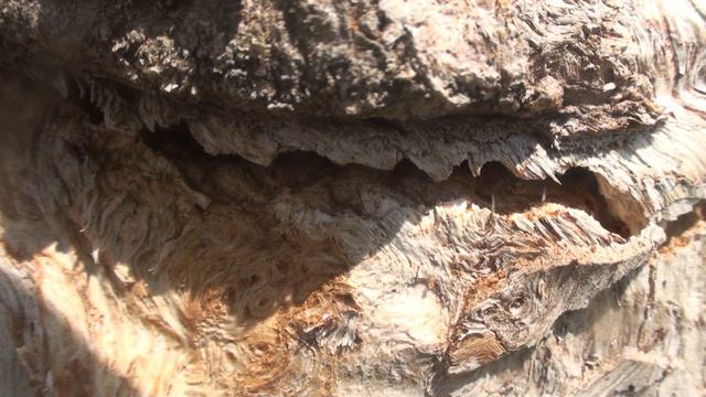 Camponotus fallax исполняют вальс смотреть онлайн
