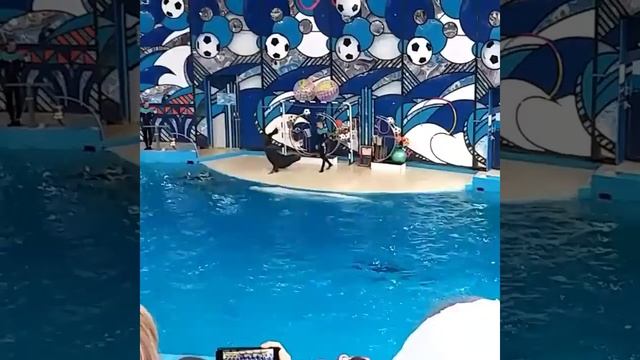 Морской котик и его представление смотреть онлайн
