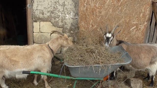Ну как же без хозяйства)) Обзор в Новом году и не только))будни в деревне//Новый год по - деревенск смотреть онлайн