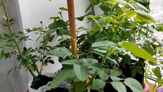 VLOG апрель 2022. Мои садовые покупки - Больше не пойду в Леруа. Обзор сада и маленькие радости смотреть онлайн