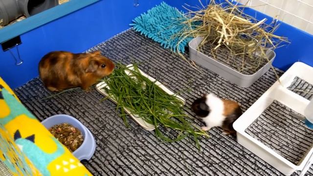 Лучшая подстилка для морских свинок! +Небольшая перестановка. смотреть онлайн