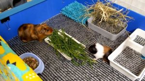 Лучшая подстилка для морских свинок! +Небольшая перестановка.
