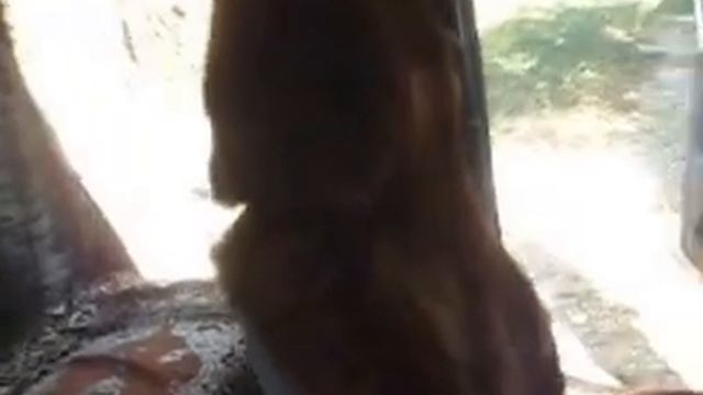 Авточехлы из овечей шерсты смотреть онлайн