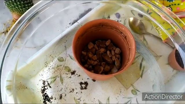 Вы купили Кактус ?Что делать дальше?? смотреть онлайн